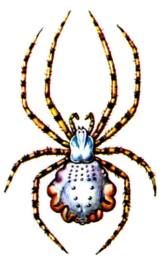 . 26.   Argiope lobata