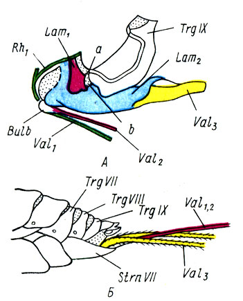 . 27.    :  -   ;  -   ; Lam1 -  ; Trg IX -  ; Lam2 -  ; Val1 -  ; Rh1-  ; Val2 -  ; Bulb -  