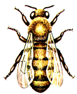 . 30.   Apis mellifera