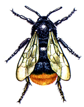 . 31.  Bombus lapidarius