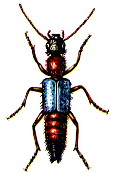 . 38.   Paederus riparius