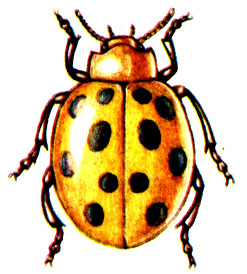 . 40.   Epilachna chrysomelina