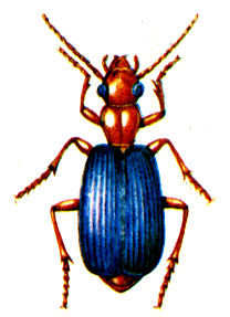 . 41. - Brachinus crepitans