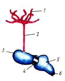 . 42.   -: 1 - ; 2 - ; 3 - ; 4 -  ; 5 -  ; 6 -   