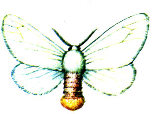 . 44.  Euproctis chrisorhoea