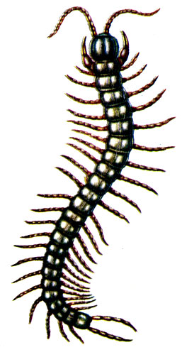 . 47.   Scolopendra cingulata