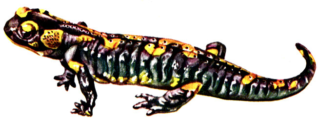 . 56.   Salamandra salamandra