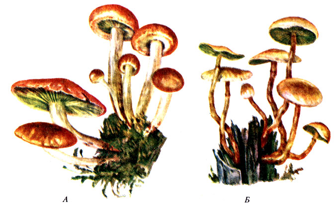 . 80.  - Hypholoma sublateritum (A);  - Hypholoma fasciculare ()