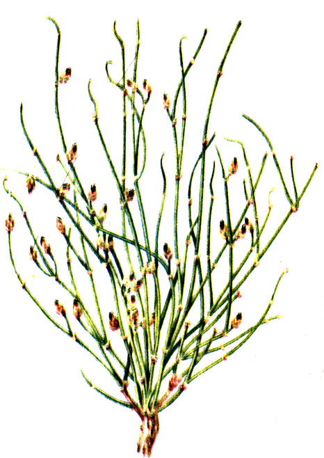 . 86.  ()  Ephedra distachia