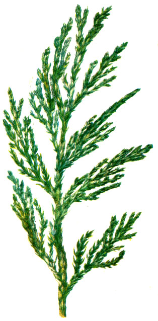 . 88.   Taxus baccata