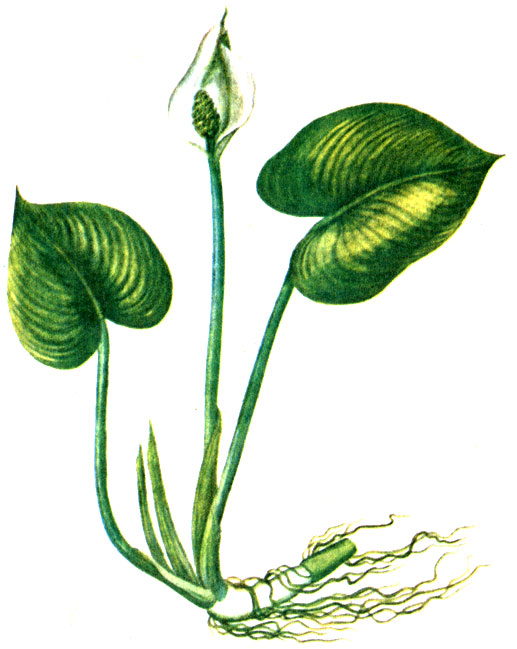 . 93.   Calla palustris