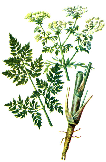 . 94.   Conium maculatum