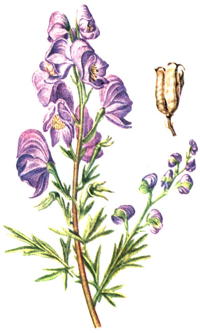. 95.  ()  Aconitum soongaricum