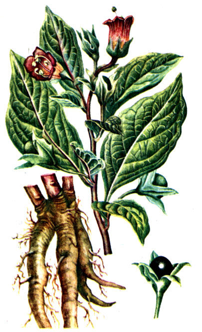 . 107.  () Atropa belladonna