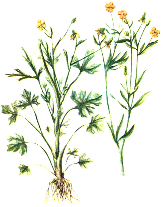 . 112.   Ranunculus scleratus