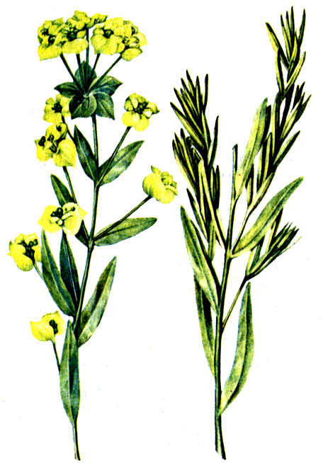 . 115.   () Euphorbia waldsteinii