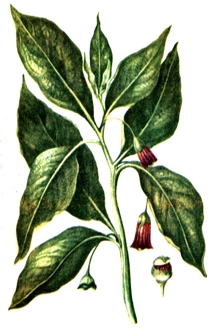 . 123.   Scopolia carniolica