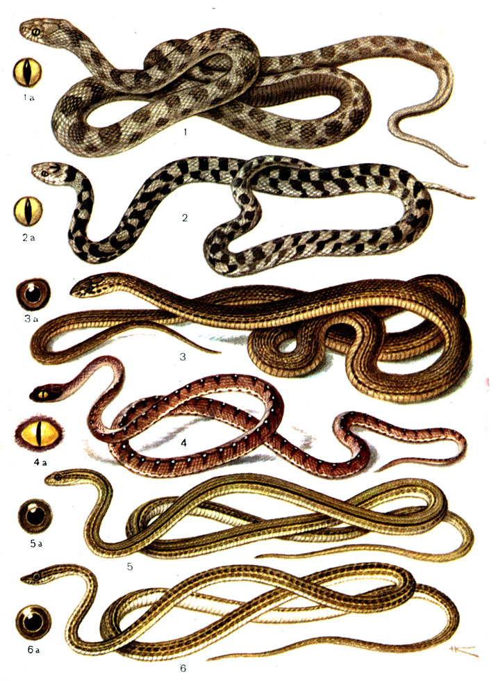 Всего в Приморском крае можно встретить 10 видов змей, из них только три ядовитых
