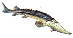 Малый амударьинский лжелопатонос (Pseudoscaphirhynchus hermanni)