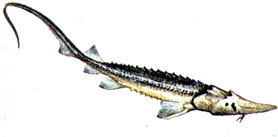 Сырдарьинский лжелопатонос (Pseudoscaphirhynchus fedtschenkoi)
