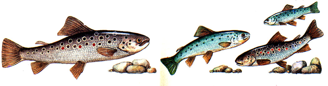 Разные формы севанской форели: ищхан (слева), боджак (справа), гегаркуни (слева), летний ищхан (снизу)