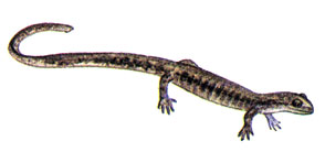 Когтистый тритон (Onychodactylus fischeri)