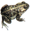 Камышовая жаба (Bufo calamita)
