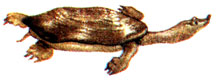 Дальневосточная черепаха (Trionyx sinensis)