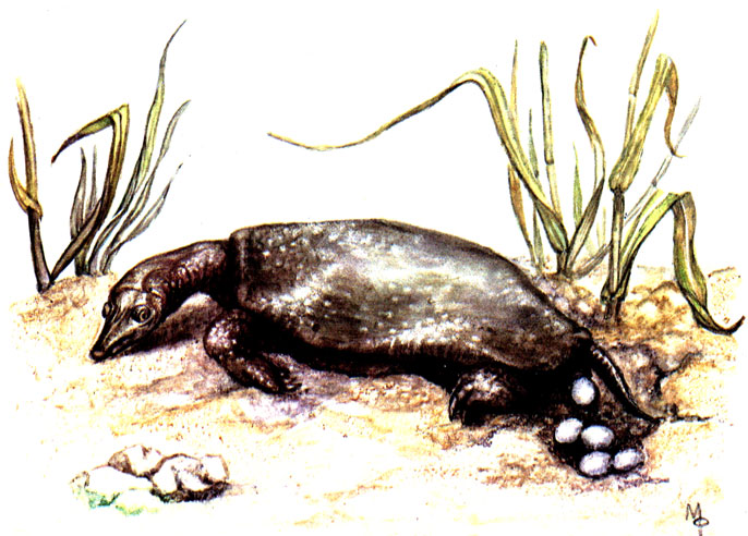 Откладка яиц самкой дальневосточной черепахи