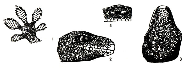 1 - лапка тропического геккона с прикрепительными пластинками, 2-3 - голова эублефара, 4 - глаз эублефара с развитыми веками