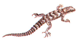 Средиземноморский геккон (Gymnodactylus kotschyi)