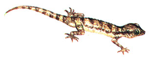 Гладкий геккончик (Alsophylax laevis)