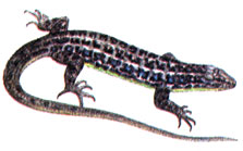 Малоазиатская ящерица (Lacerta parva)