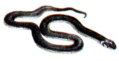 Эскулапова змея (Elaphe longissima)