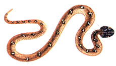 Иранская кошачья змея (Telescopus rhynopoma)