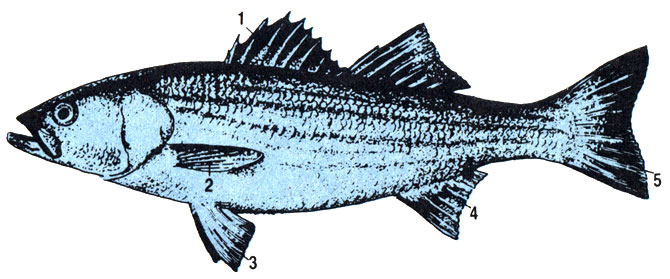 Внешний вид костистой рыбы: 1 - спинной, 2 - грудной, 3 - брюшной, 4 - анальный и 5 - хвостовой плавники