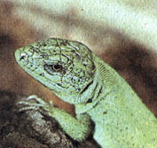 На голове зеленой ящерицы расположены крупные, правильной формы щитки; хорошо виден глаз с круглым зрачком