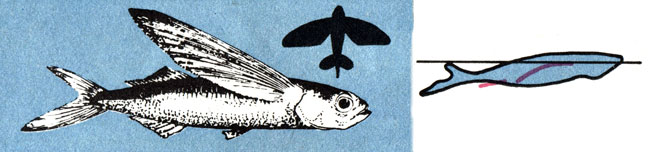 Летучая рыба планирует над водой на своих сильно увеличенных грудных плавниках на расстояния свыше 100 м