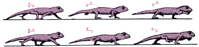 Последовательные стадии движения наземного сцинкового геккона