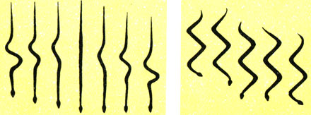 Фазы движения змеи путем растягивания средней части туловища и с помощью изгибов тела