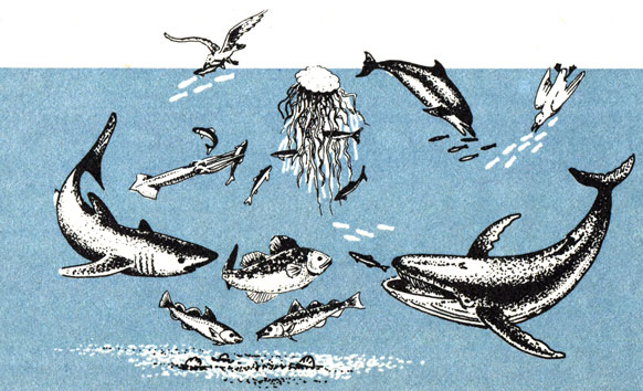 Основные формы пищевых связей рыб в морях