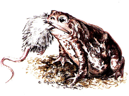 Крупные жабы питаются и мелкими позвоночными животными