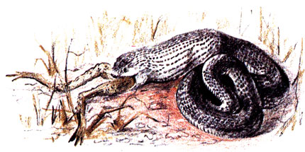 Неядовитая змея живьем заглатывает лягушку, растянув свои челюсти благодаря подвижному соединению костей