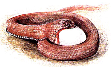 Африканская змея-яйцеед питается только яйцами птиц. В пищеводе яйцо разрезается направленными вперед отростками позвонков, после чего содержимое яйца попадает в желудок, а скорлупа выбрасывается через рот