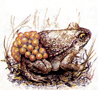 Самец жабы-повитухи