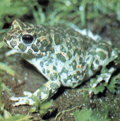 Паротиды - два крупных скопления ядовитых желез по бокам головы у жаб