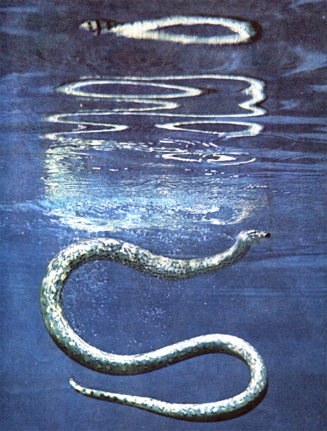 Водяные змеи