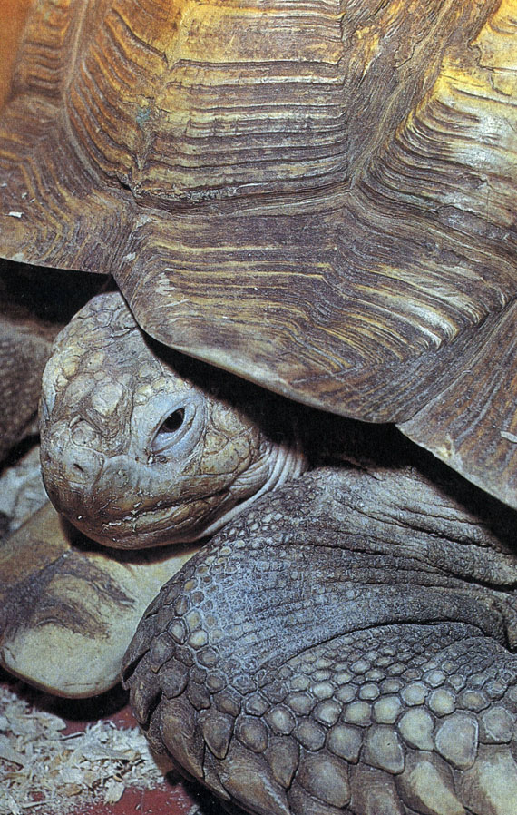 Шпороносная черепаха из Африки