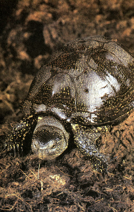 Европейская пресноводная черепаха