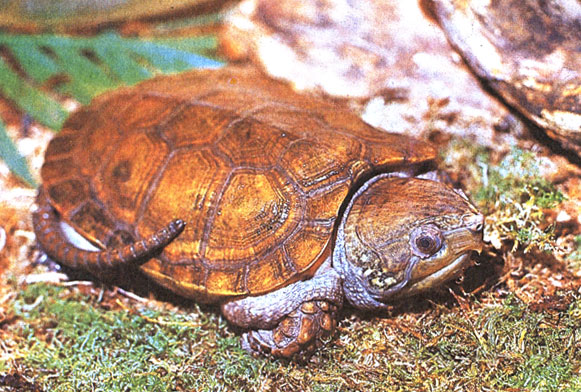 Большеголовая черепаха из Юго-Восточной Азии